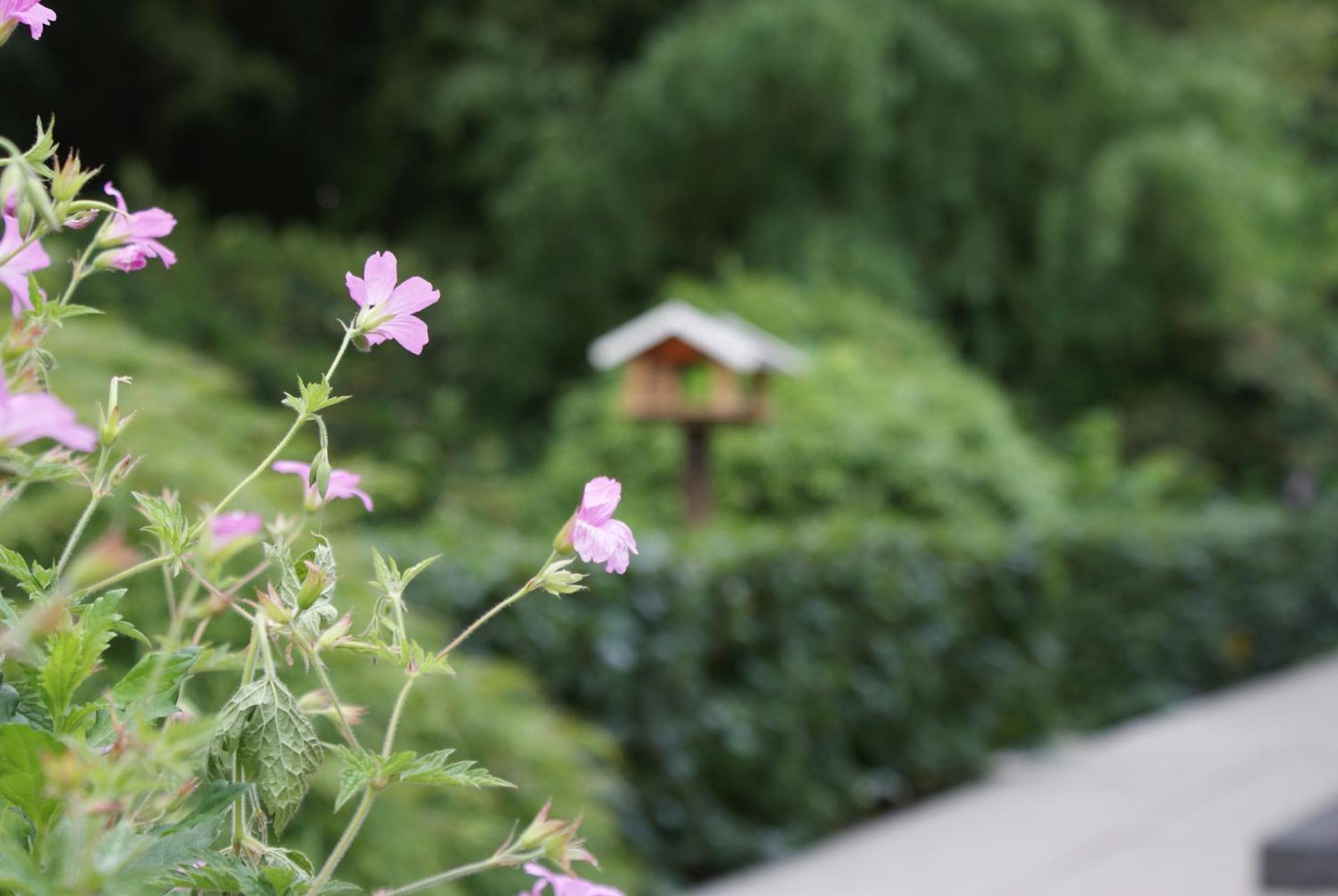 De Drie Berken Bed & Breakfast Klazienaveen Dış mekan fotoğraf